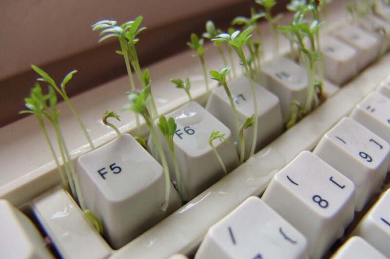 small plant growth on a computer keyboard